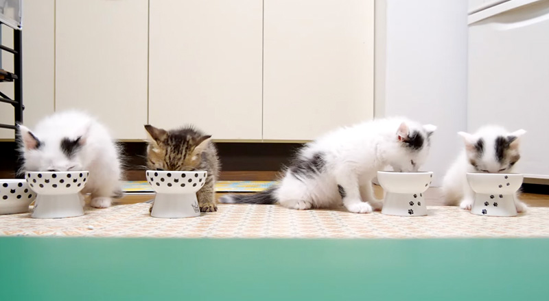 ご飯を食べる子猫達