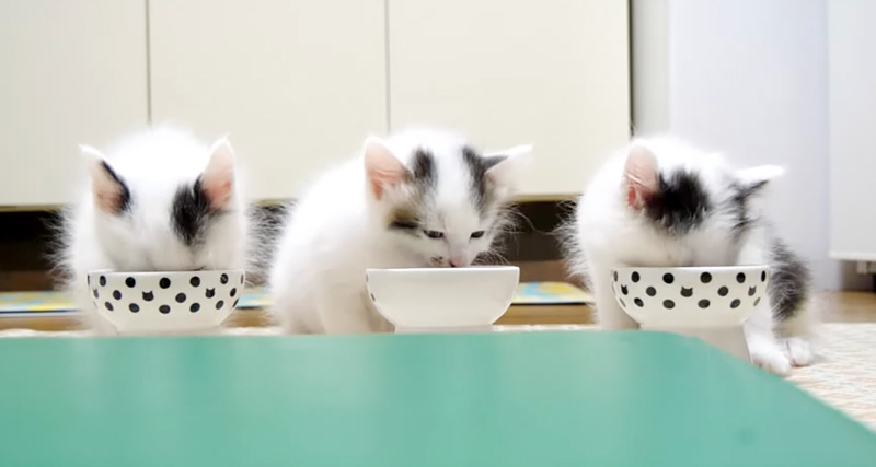 ご飯を食べる子猫達