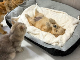 子犬を心配する猫達