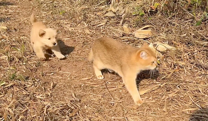 子犬を連れて旅に出た猫