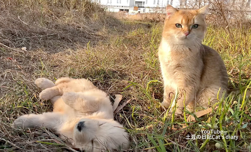 子犬を守る猫