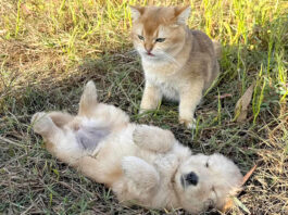 子犬を守る猫