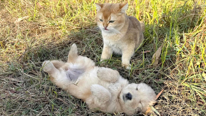 子犬を守る猫