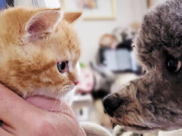 初対面した子猫と犬