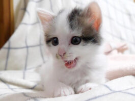 ハッとした子猫