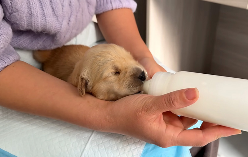 ミルクを飲む子犬