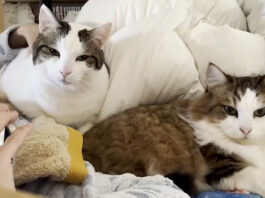 お母さんを看病する猫達