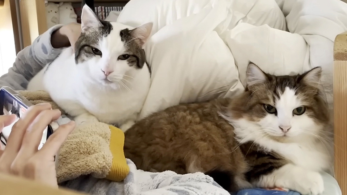 新型コロナに感染したお母さんを心配する猫達。看病する様子がとっても