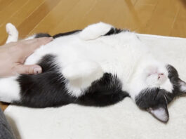撫でられる猫
