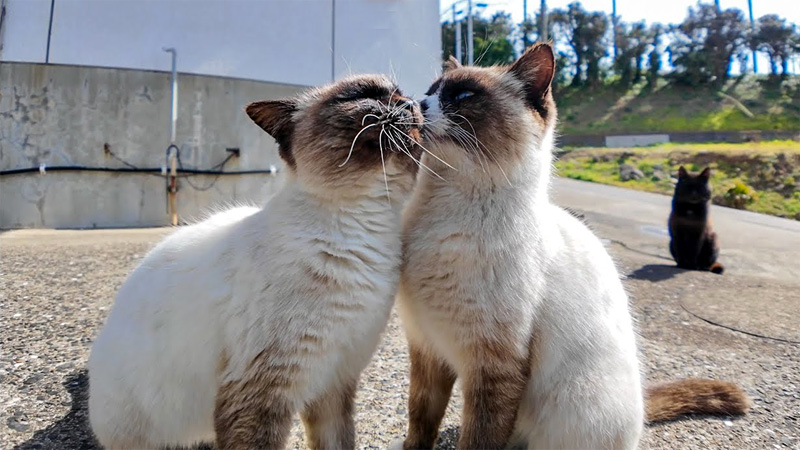 お互いに毛づくろいする猫達