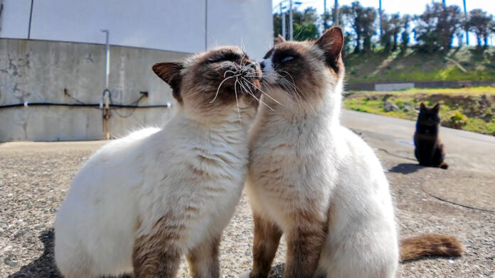 仲良し過ぎる猫達