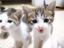 子猫のニャーニャー合唱団