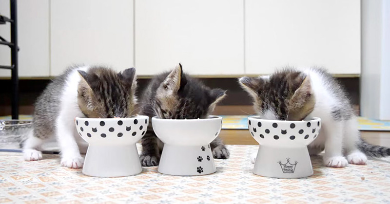 ご飯を食べる子猫達