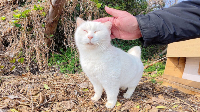 モフモフされる白猫