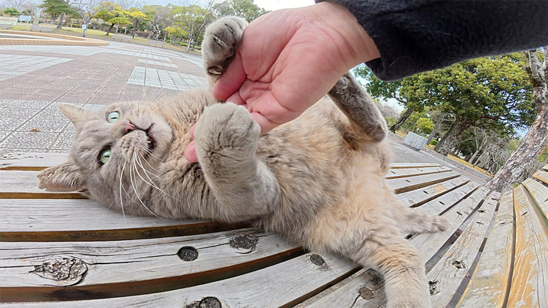 お腹はNGな猫