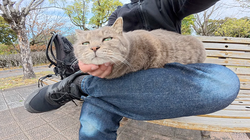 膝の上でナデナデされる猫