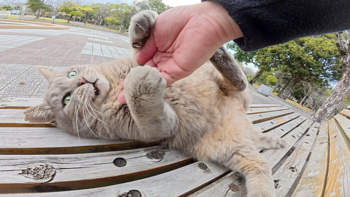 お腹を触られて暴れ出した猫