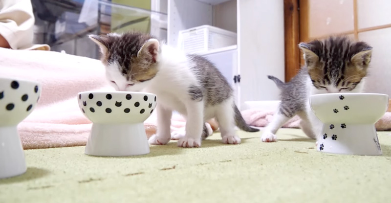 初めてお皿からミルクを飲む子猫達