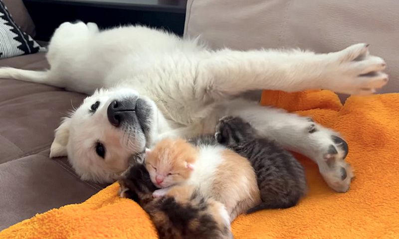 子犬と子猫達