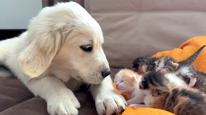 子猫達のことが気になる子犬