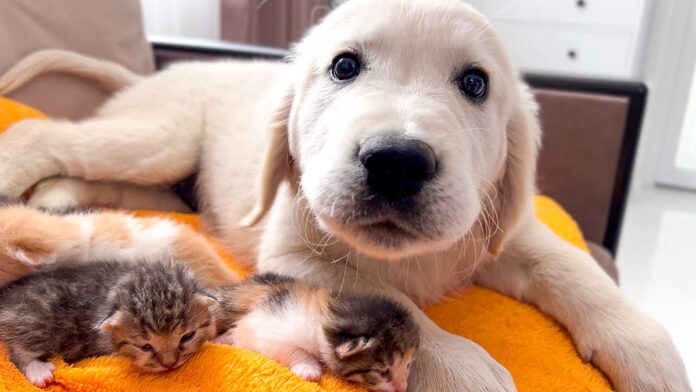 子猫達のことが気になる子犬