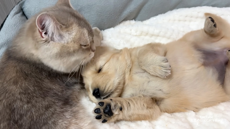 子犬を世話する猫