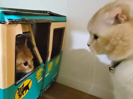 脱走した子猫と先住猫