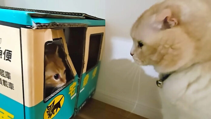 脱走した子猫と先住猫