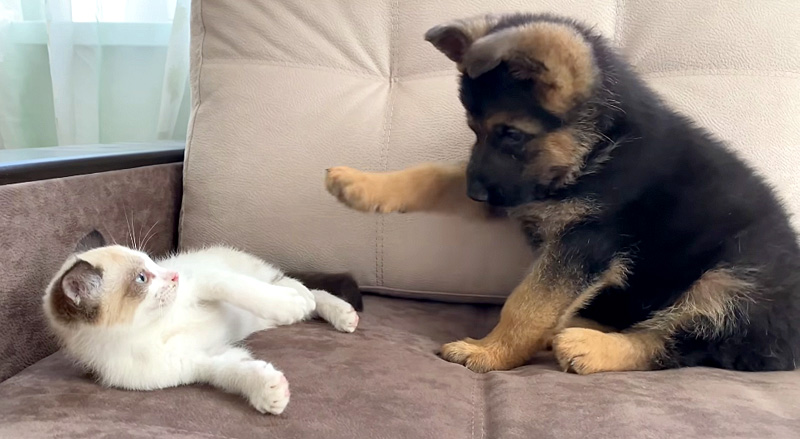 子犬と子猫