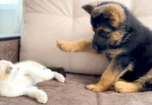 子犬と子猫