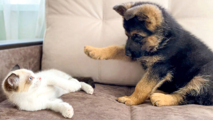 子犬と子猫