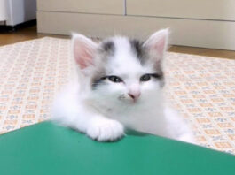 ソファーに辿り着けなかった子猫