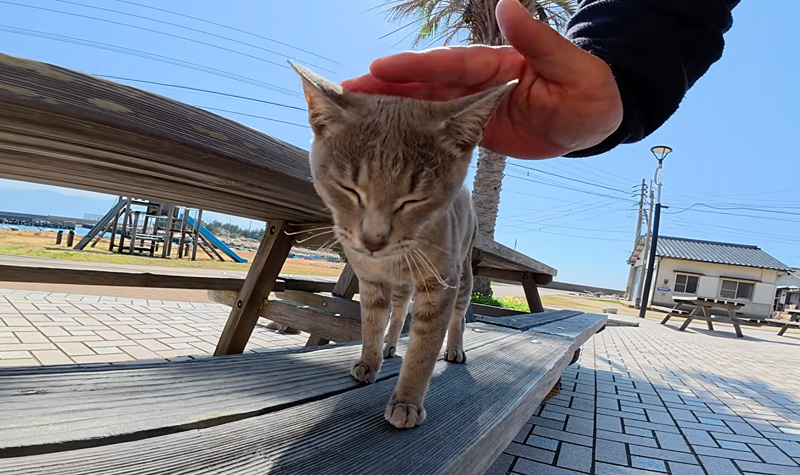 撫でられる猫