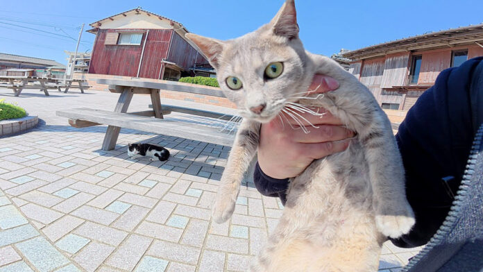 全力で歓迎してくれた猫