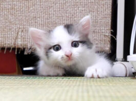 出てきた子猫