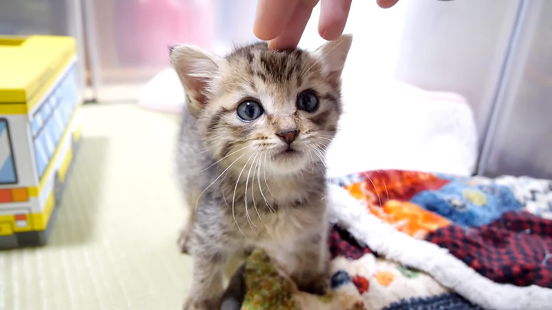 突然甘えん坊になる子猫