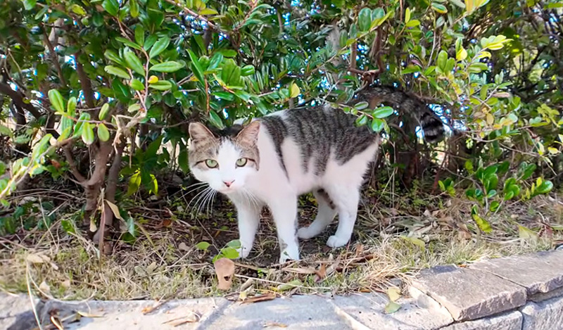 茂みの中の猫