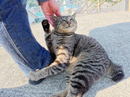 撫でられる猫