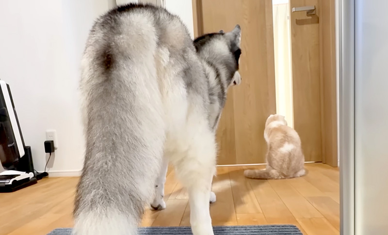 子猫が気になる犬と猫