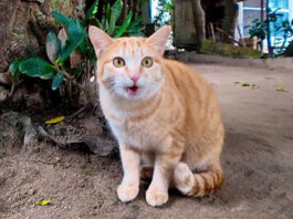 よく喋る猫