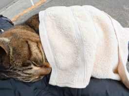 膝の上で丸くなる猫