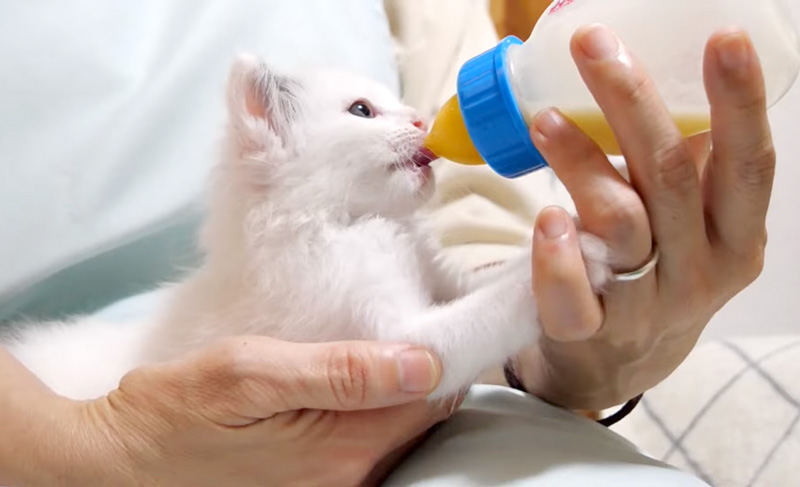 ミルクを飲む子猫