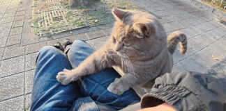 膝に乗る猫