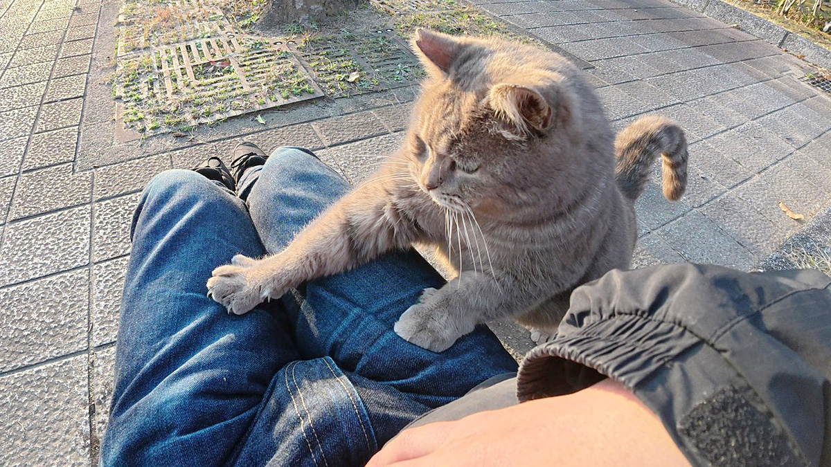 膝に乗る猫