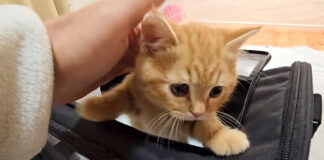 頭をぶつけて動物病院に行った子猫