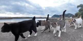 猫の大名行列