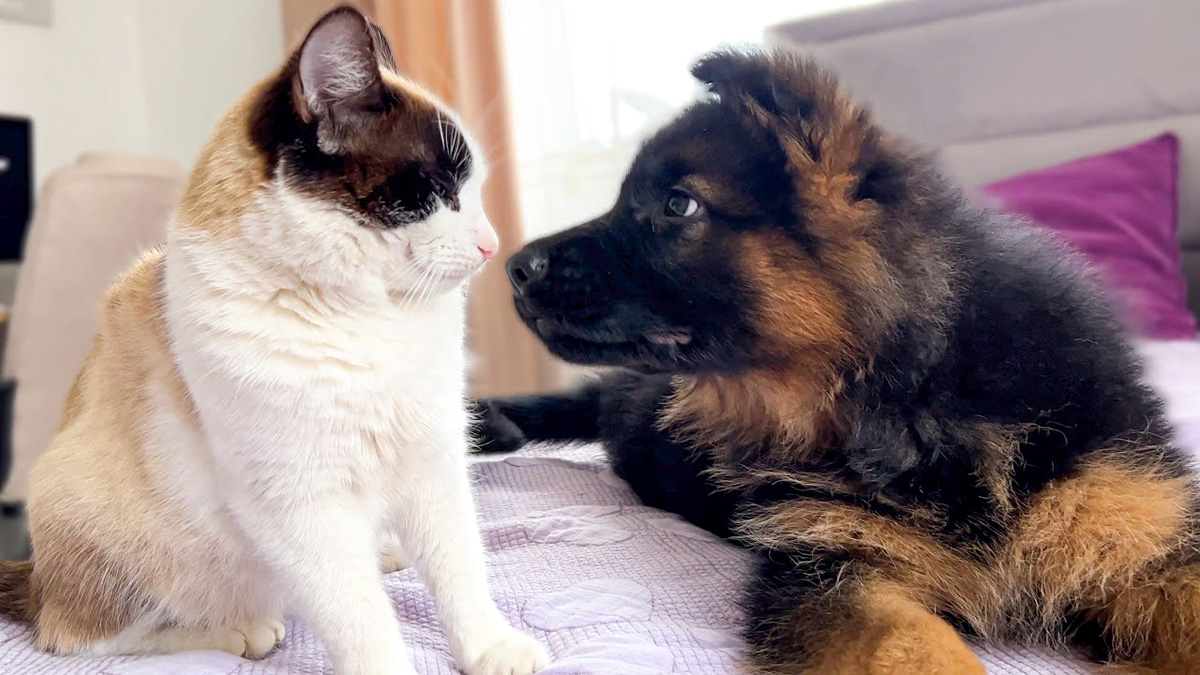 初めて会った子犬と猫