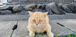 道路脇に座っていた猫