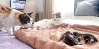 子猫達が気になる父猫