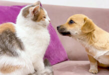 子猫と友達になりたい子犬